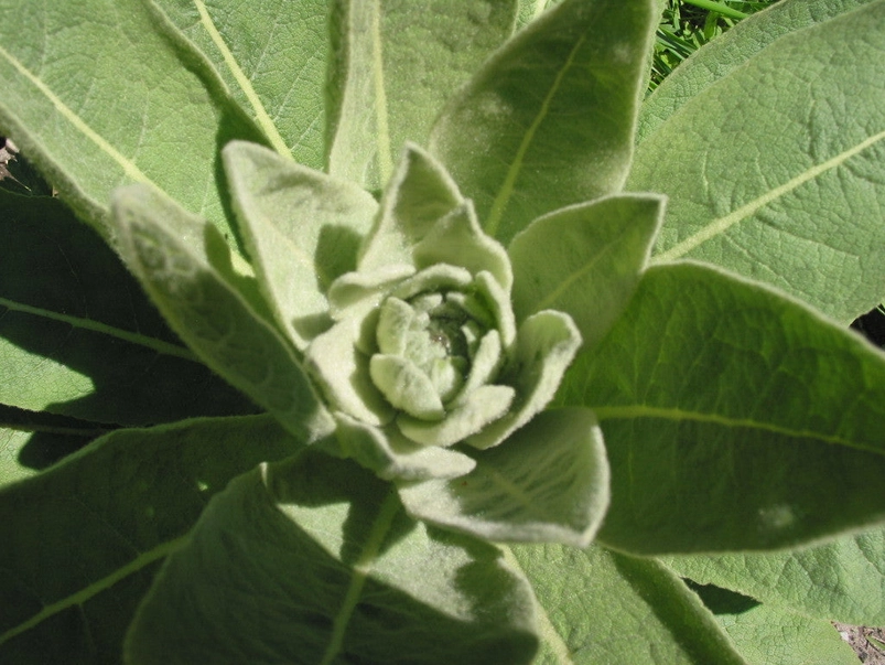 Mullein - Image 3