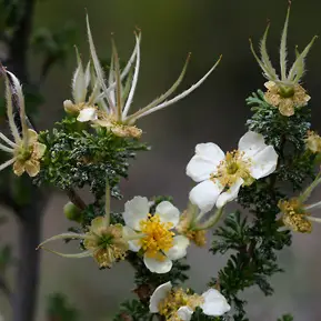 CLIFF ROSE / Flower Essence for Manifestation - Image 2