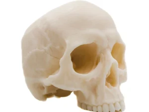 Human Half Skull Candle | Pillar